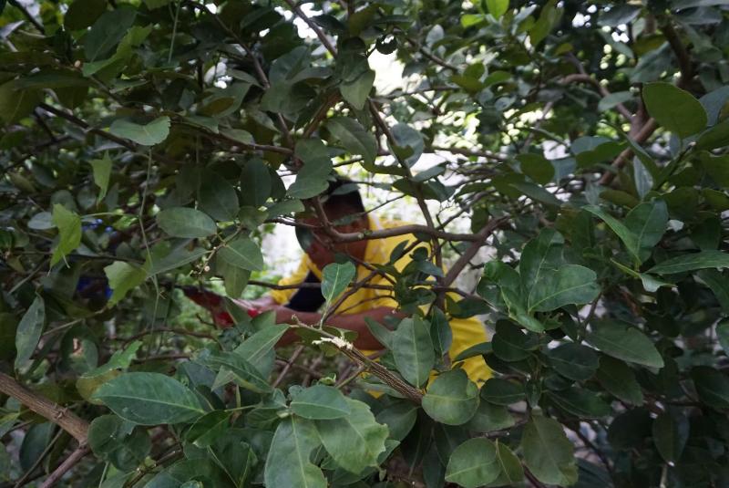 ภาพถ่าย ใช้ปุ่มลูกศร ซ้าย หรือ ขวา เลื่อนภาพถ่าย หรือปุ่มสามเหลี่ยมฉายภาพอัตโนมัติ  ถ้าต้องการบันทึกภาพ ใช้เมาส์คลิกขวาเลือกหัวข้อ  เป็นรูปภาพเป็น.. หรือ save as.. แสดงเต็มจอภาพ กุดปุ่ม F11 